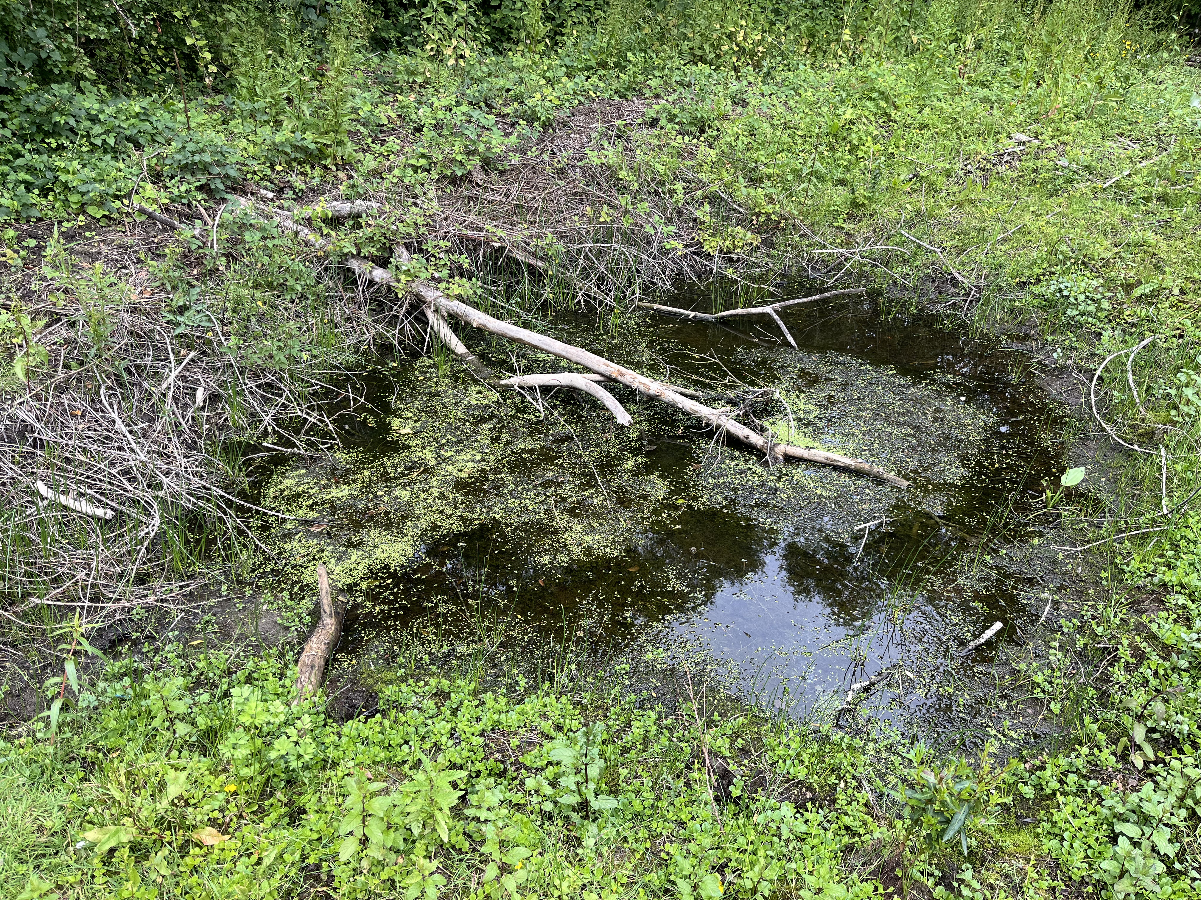 Petite mare d'eau stagnante entourée de végétation dense avec des branches tombées en travers, reflétant le ciel et les arbres environnants.