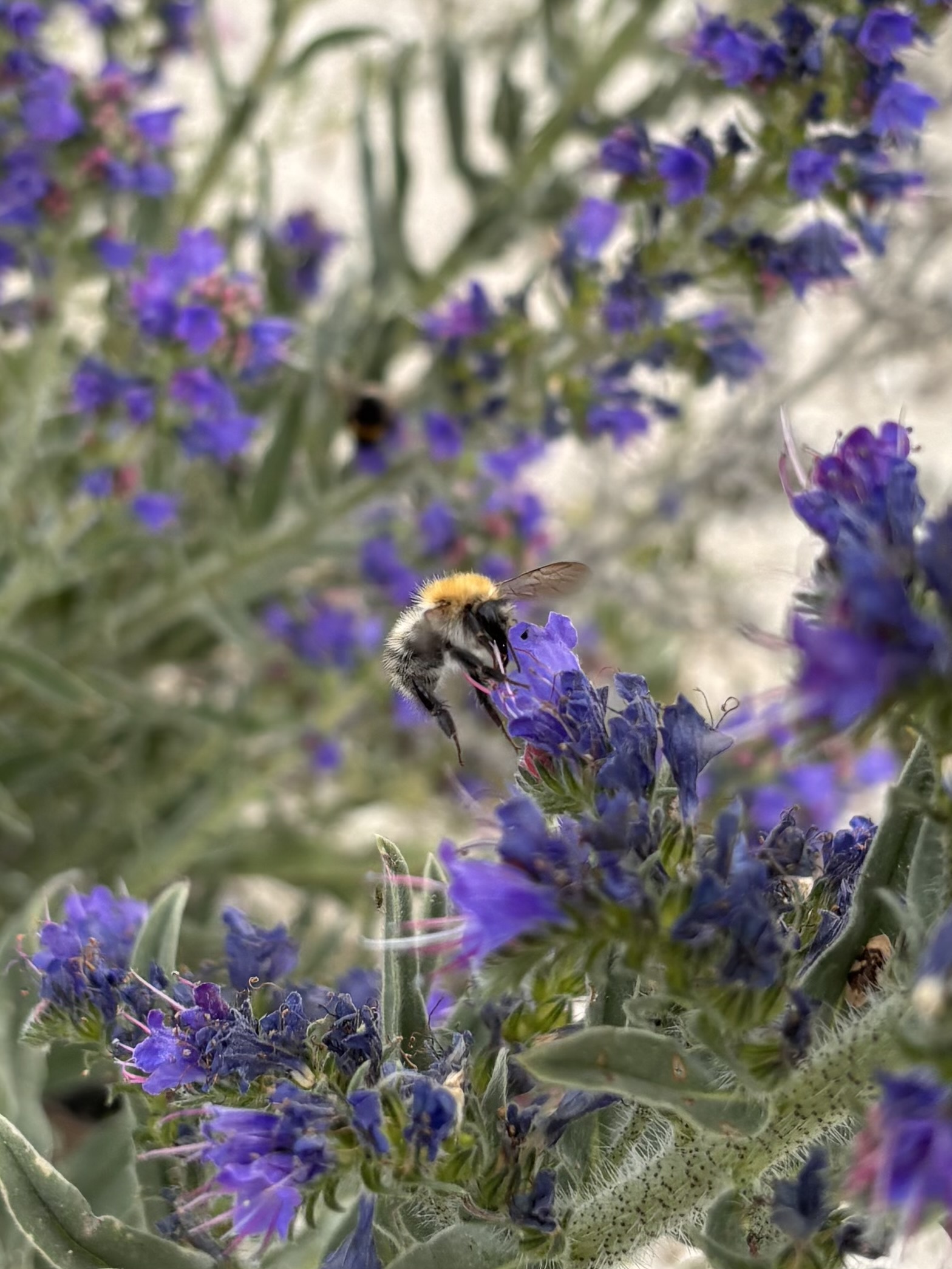 Un bourdon avec une tête jaune et un corps noir et blanc pollinise une fleur violette au premier plan, entouré de nombreuses autres fleurs similaires floues en arrière-plan.