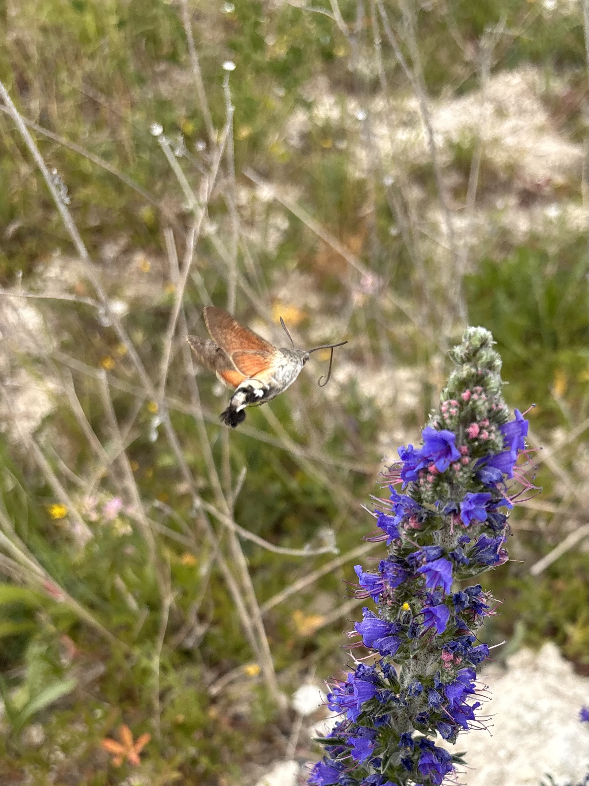 Un moro-sphinx en plein vol près d'une fleur violette de vipérine, sur un sol naturel parsemé de végétation clairsemée.
