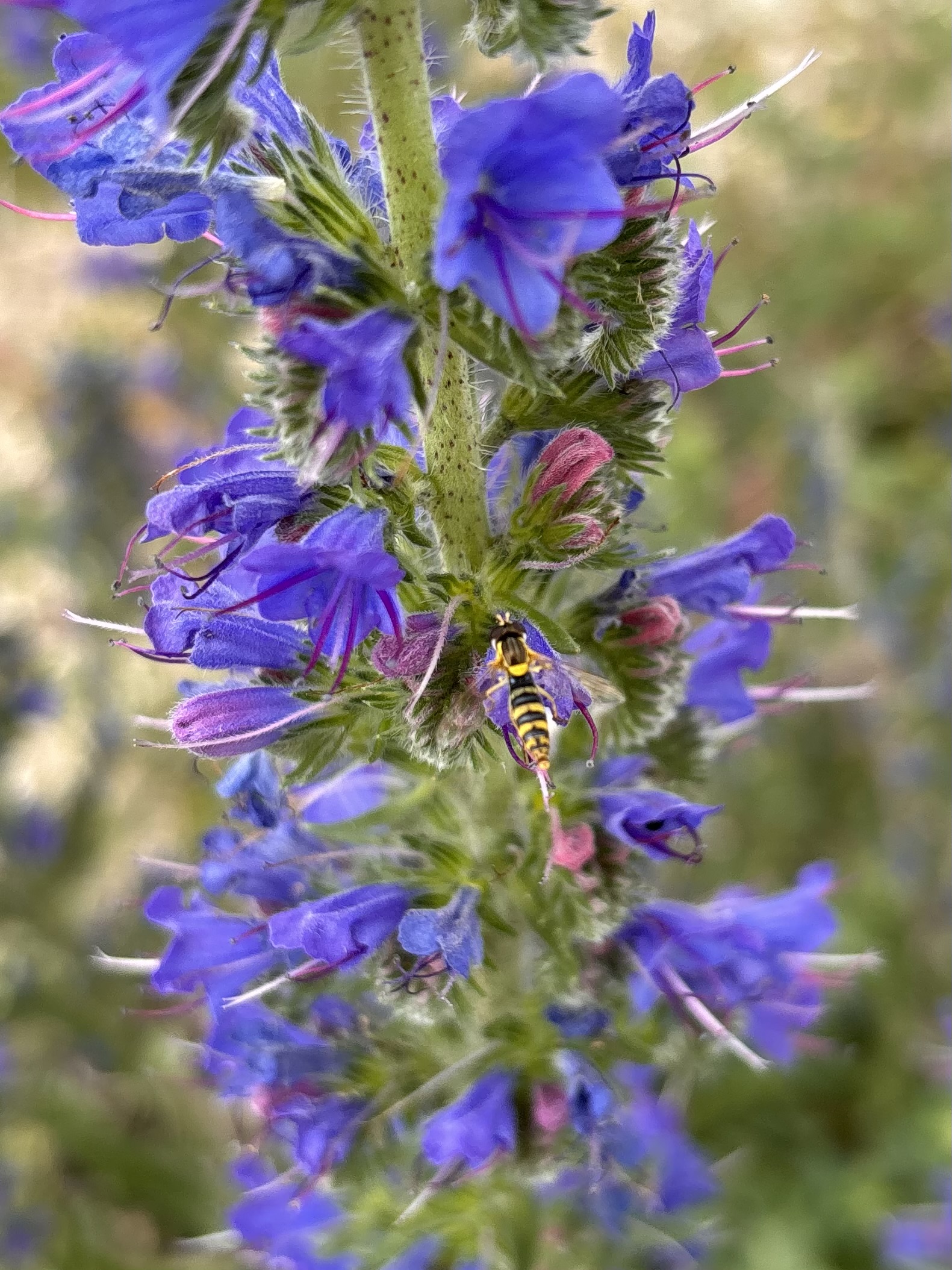 Gros plan d'une tige d'échium bleu parsemée de fleurs violettes et de bourgeons roses, avec une petite abeille rayée jaune et noire posée au centre, en train de butiner.
