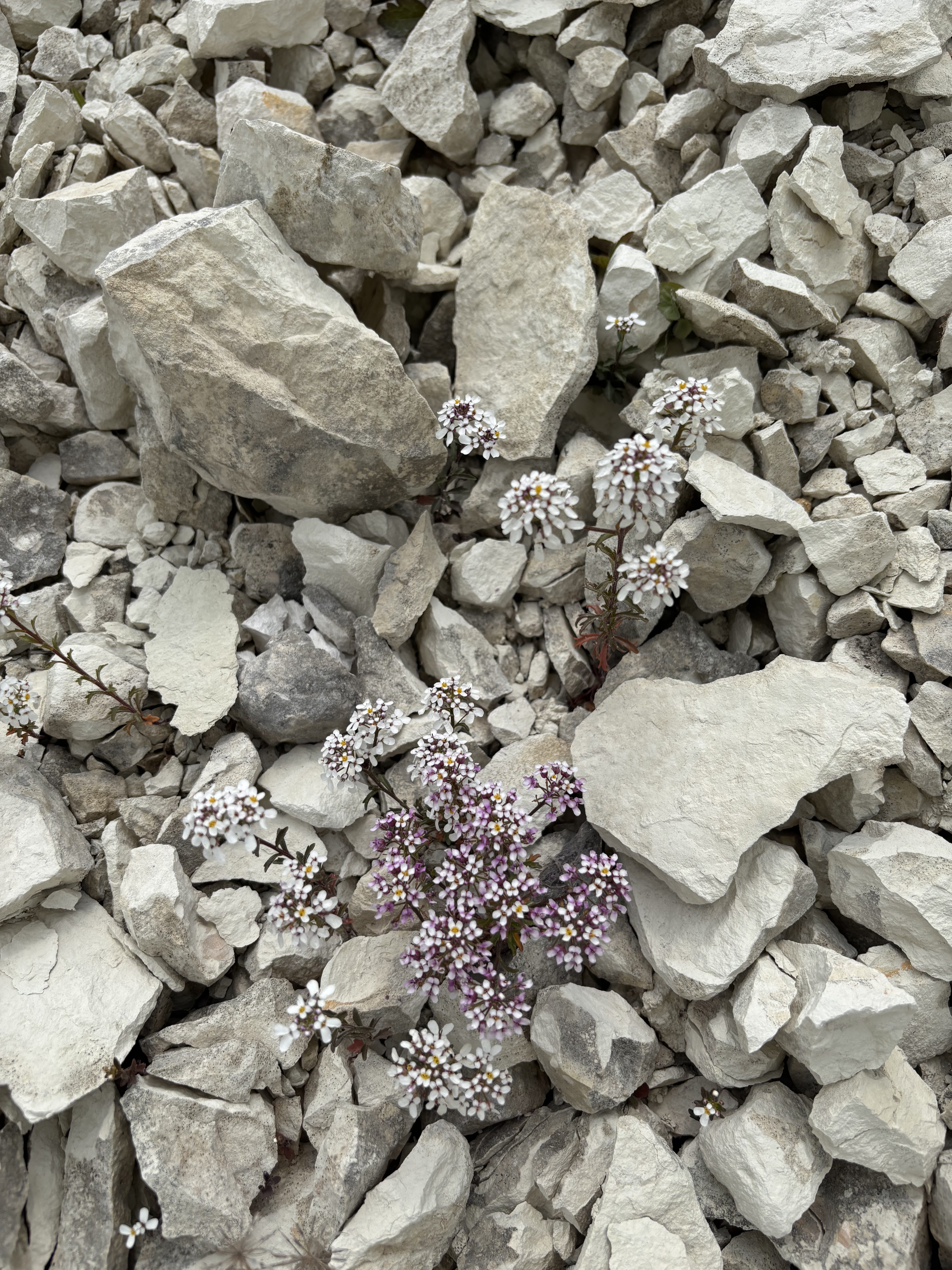 Plantes à petites fleurs violettes et blanches poussant parmi des rochers blancs et gris épars dans un environnement minéral naturel.