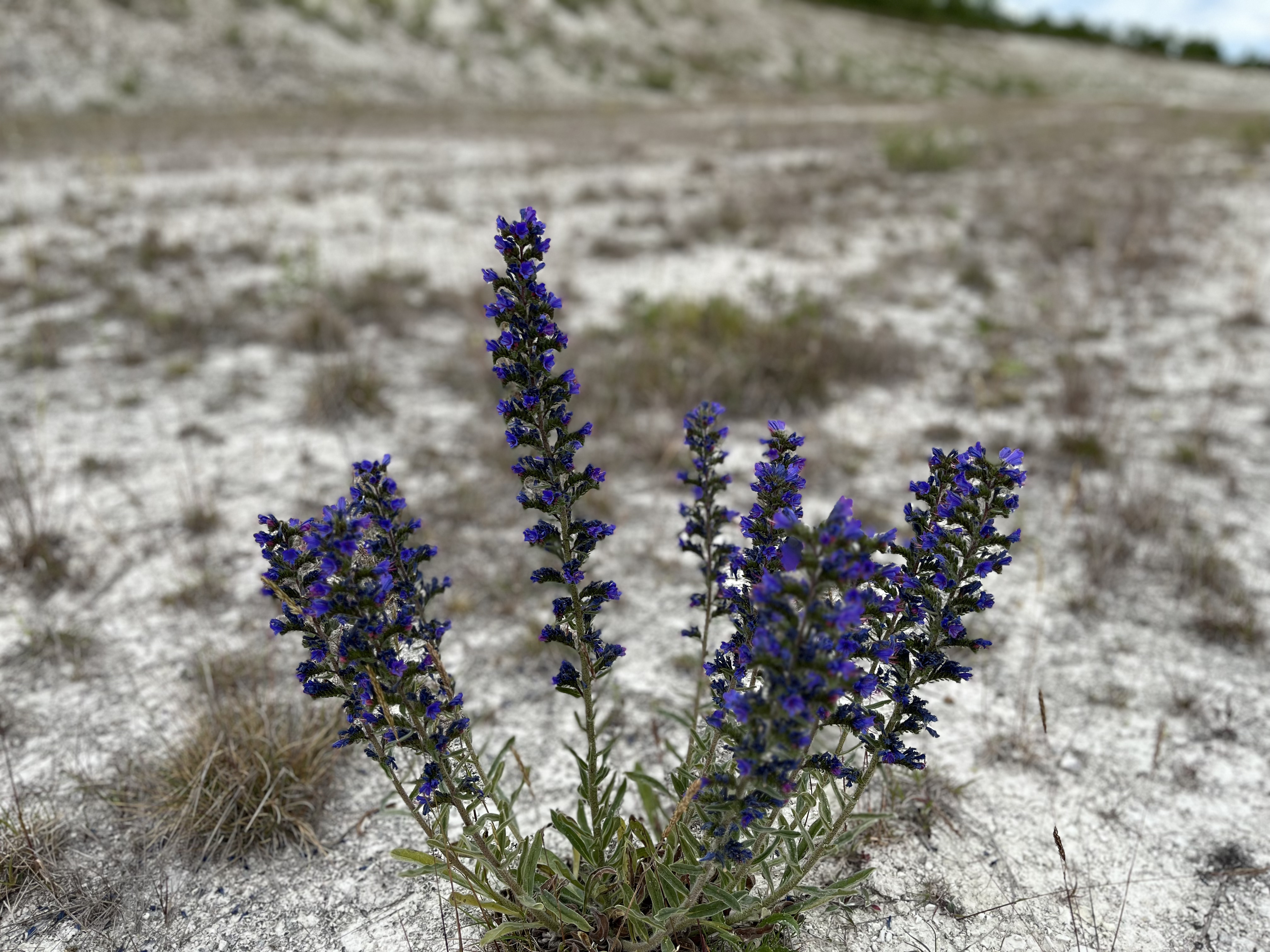 Un bouquet de grandes fleurs sauvages violettes aux feuilles vertes poussant sur un terrain sablonneux et aride, avec en arrière-plan flou davantage de sable, de l'herbe clairsemée et une ligne d'arbres lointaine sous un ciel couvert.