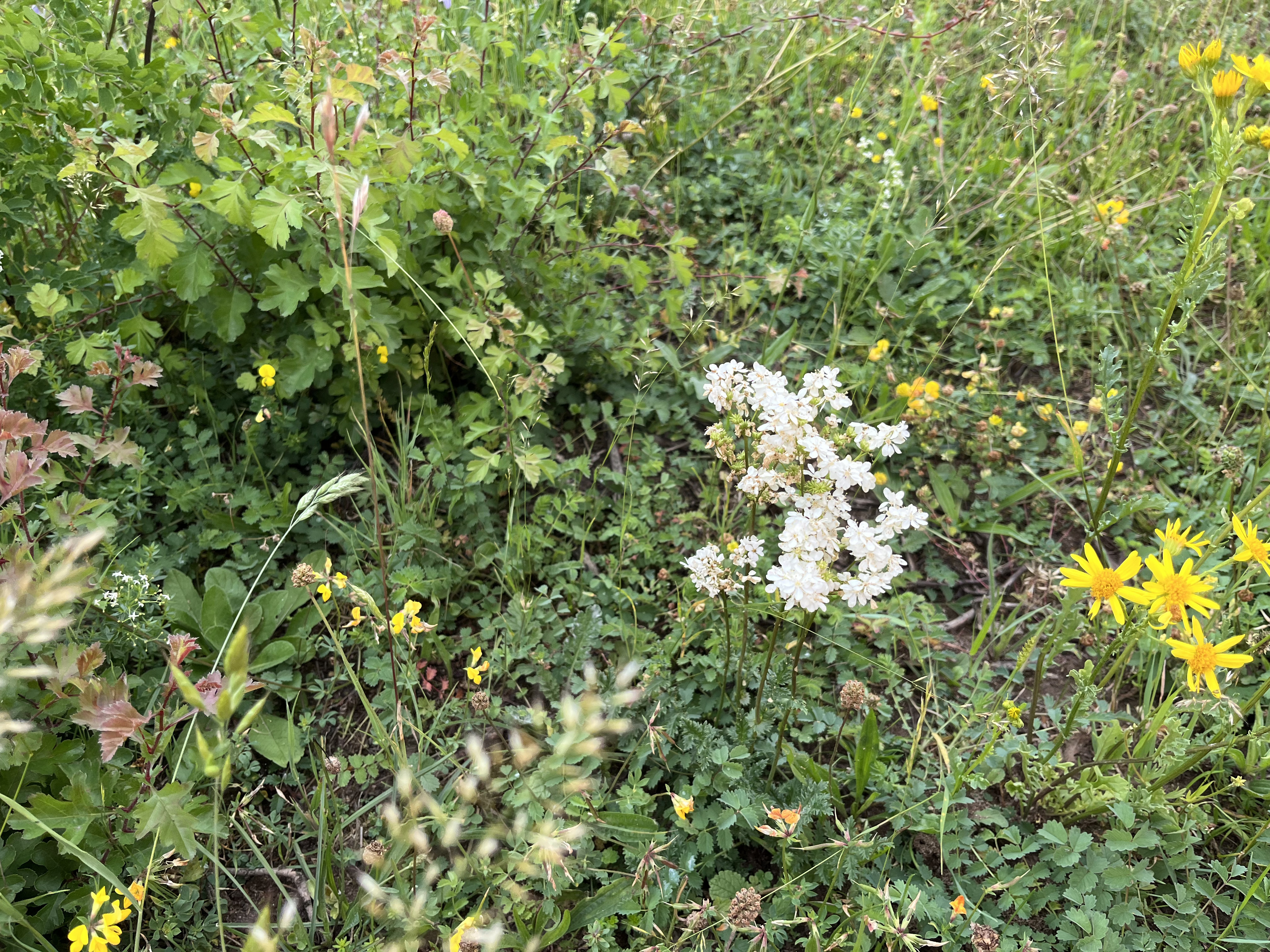 Wildflowers and grass in a lush, green meadow; white flowers are centered, surrounded by small yellow blooms and leafy plants, with some blurred stalks in the foreground.