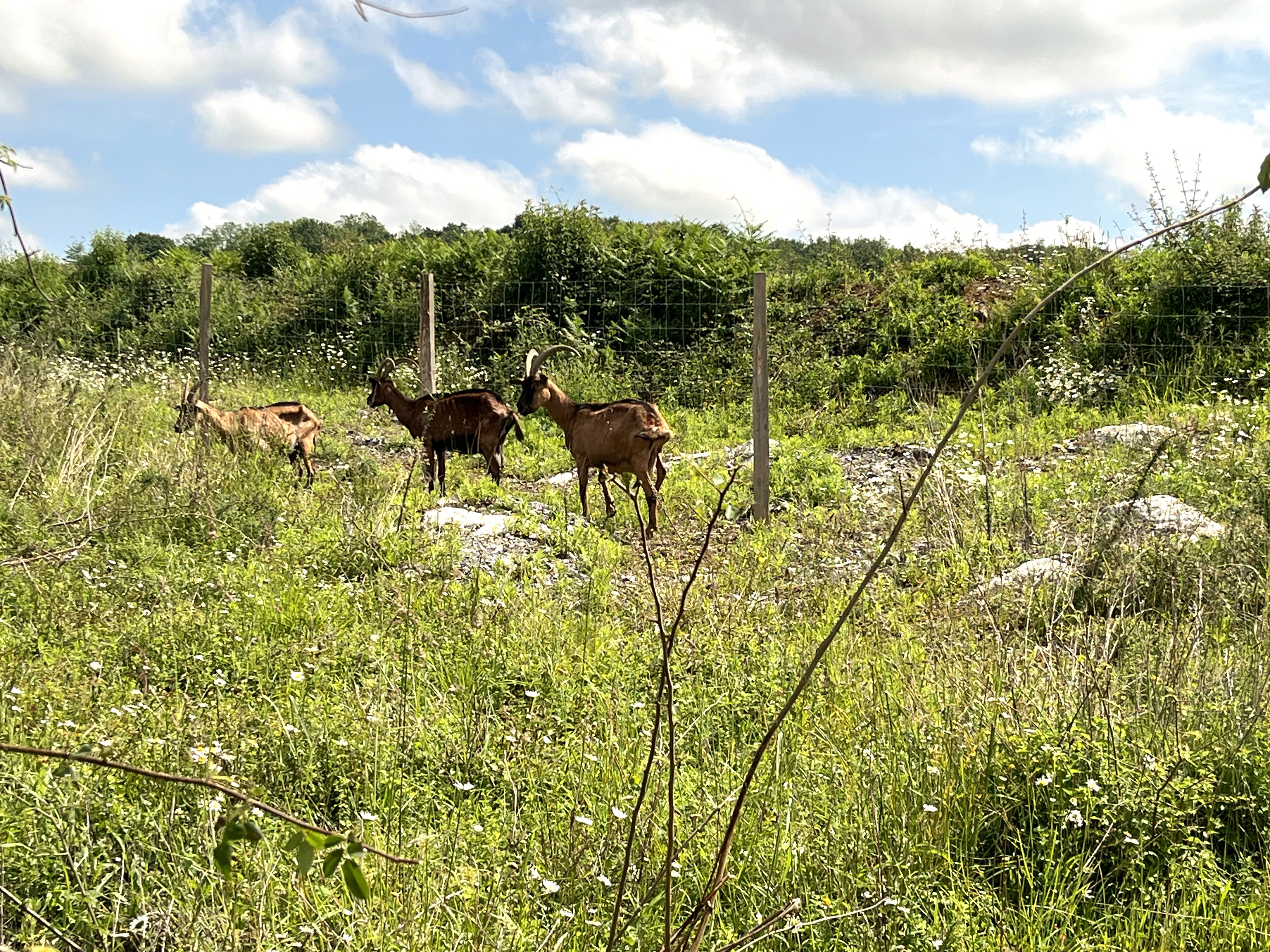 Three goats stand in a grassy field enclosed by a wooden fence, surrounded by wild greenery and stones under a partly cloudy blue sky.