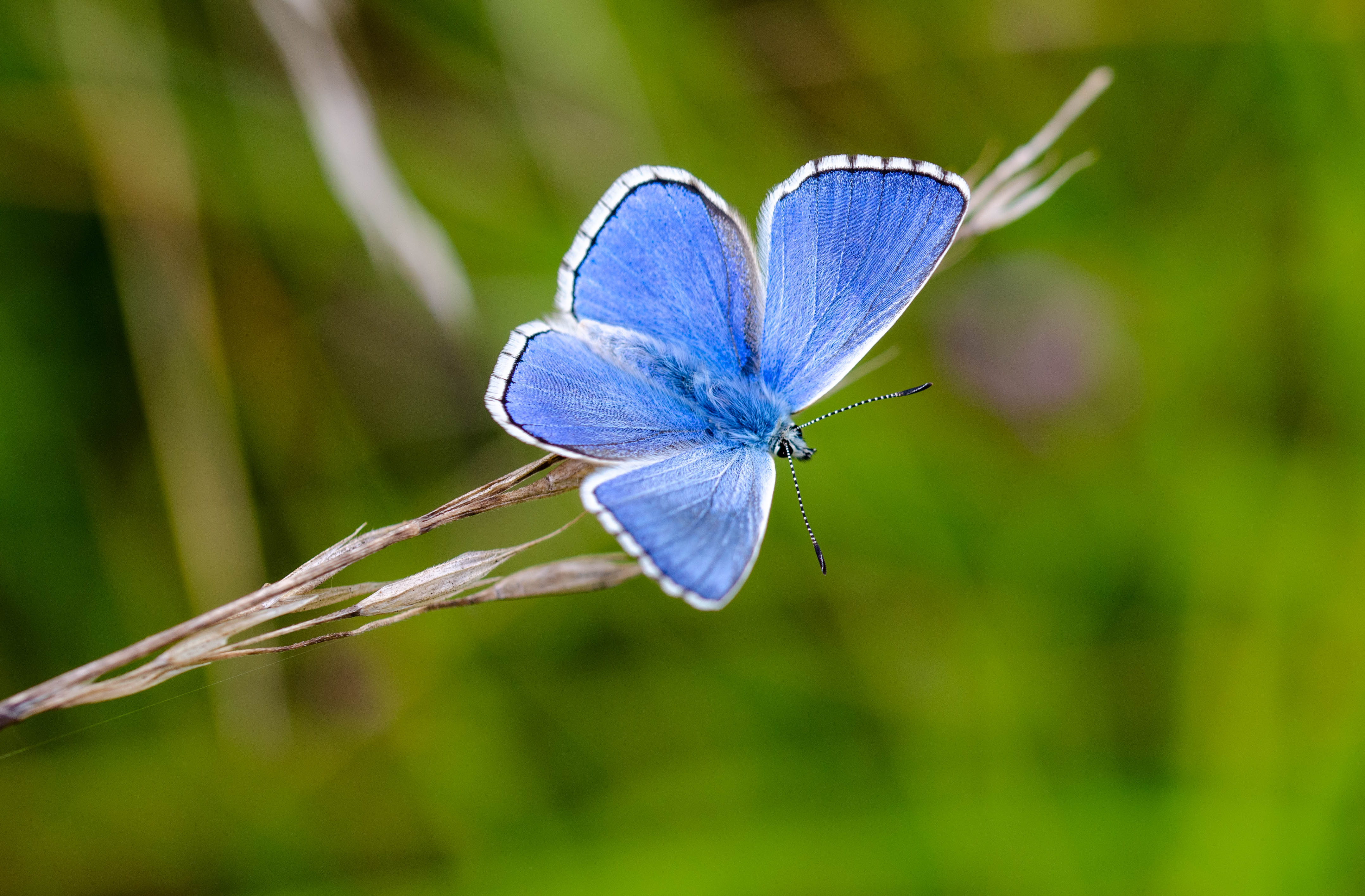 Papillon bleu aux ailes ouvertes posé sur une fine tige d'herbe, avec en arrière-plan un flou vert de végétation.
