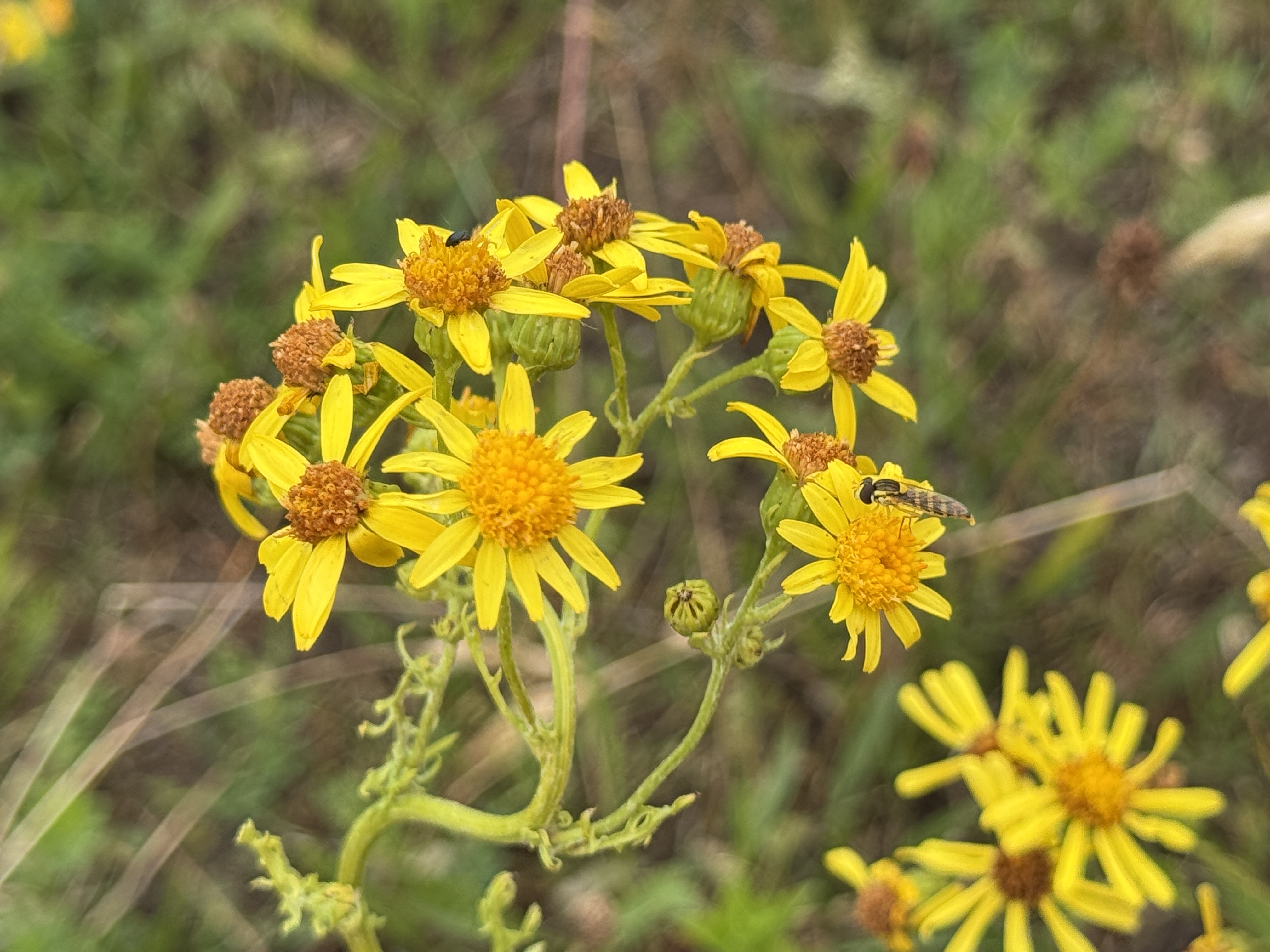 Fleurs jaunes dans un environnement naturel avec de petites insectes visibles.